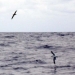 09_Shearwaters.jpg