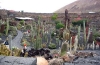 02_Catus_garden.jpg