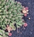 04_cactus_close_up_2.jpg