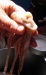 013_squid_prep3_9107.jpg