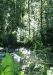04_Martinique_Walking_Rain_Forest.jpg