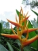 31_StLucia_Diamond_Gardens_Flower_4.jpg