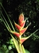 33_StLucia_Diamond_Gardens_Flower_5.jpg