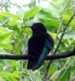 36_StLucia_Diamond_Gardens_Bird_2.jpg