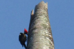 Panama - the Caribbean side