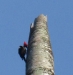 05_Woodpecker.jpg