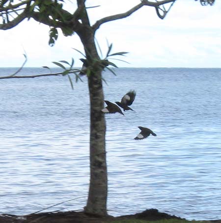 13 Birds South Tahiti Nui.jpg