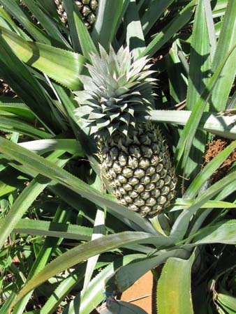 07 Pineapple.jpg