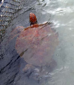 08 Turtles Baie Haamene.jpg