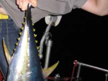 New Zealand to Fiji with Andrew