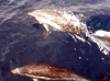 08_Dolphins_inthe_water.jpg
