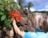17_Jameos_del_Aqua_flowers_in_full_bloom.jpg