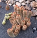 03_cactus_close_up.jpg