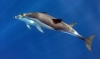 04_dolphins_2_sychronised_swimming_37.jpg