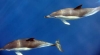 05_dolphins_3_38.jpg