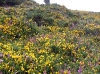08_gorse_heather.jpg